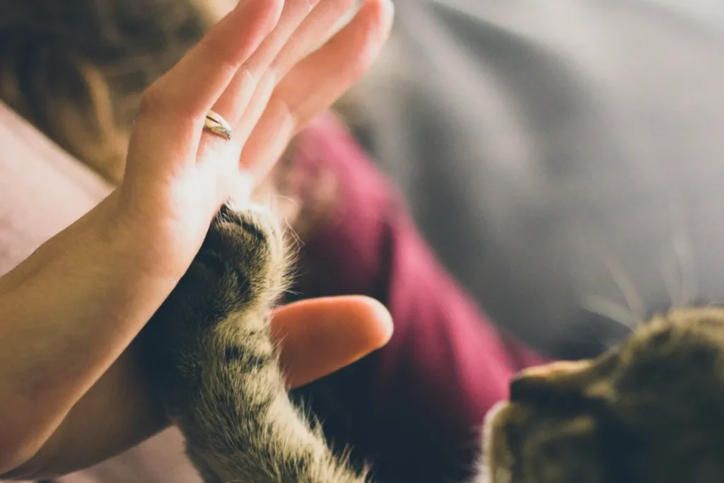 Not human family, but family indeed: doliul pierderii unui animal de companie